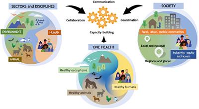 Gender considerations in One Health: a framework for researchers